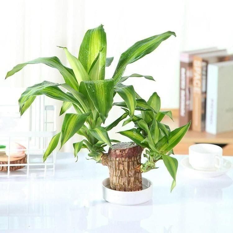 Brazilian Lucky Wood Mini Home Plant Decorations bae740-fe