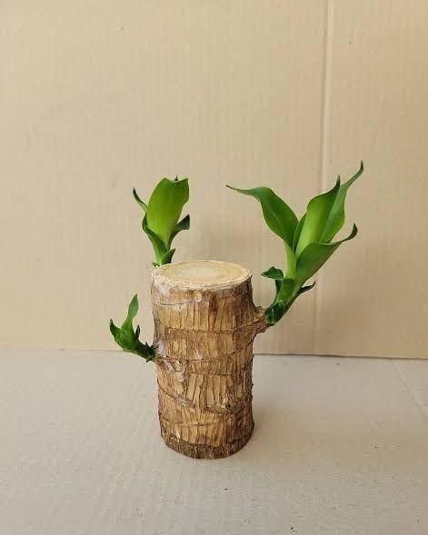 Brazilian Lucky Wood Mini Home Plant Decorations bae740-fe